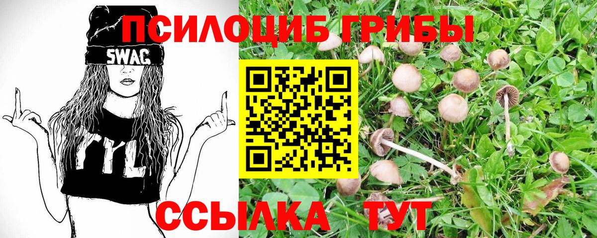 Псилоцибиновые грибы Psilocybe Отрадное